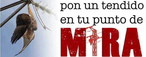 PON UN TENDIDO EN TU PUNTO DE MIRA