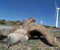 Continúan las colisiones de buitres en los Parques Eólicos de Ávila, por segunda vez en el de Navazuelo.