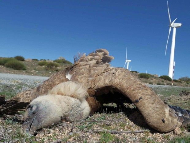 Continúan las colisiones de buitres en los Parques Eólicos de Ávila, por segunda vez en el de Navazuelo.