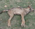 La Junta de Castilla y León abate un nuevo lobo en Ávila.