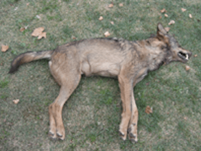 La Junta de Castilla y León abate un nuevo lobo en Ávila.
