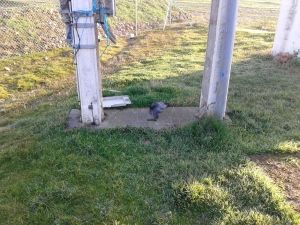 20161206-halc%c2%a6n-02