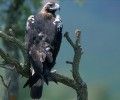 El Águila Imperial ya cría en Salamanca
