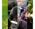 AGROALIMENTACIÓN 2014. GANADERÍA Y SOSTENIBILIDAD. «MULADARES, UN ESPACIO QUE BENEFICIA A TODOS»