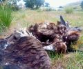 Colectivo Azálvaro denuncia la persistente mortalidad de aves protegidas en el CTR Ávila-Norte y alerta sobre la ineficacia de las medidas de control