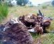 Colectivo Azálvaro denuncia la persistente mortalidad de aves protegidas en el CTR Ávila-Norte y alerta sobre la ineficacia de las medidas de control