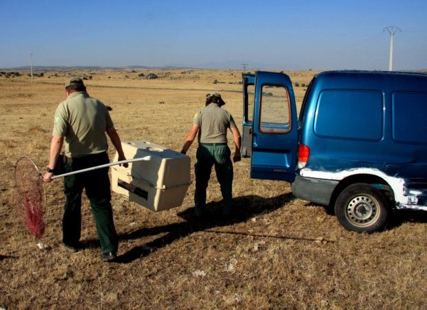 Recogidos dos nuevos buitres bajo el tendido eléctrico que abastece de energía al centro de tratamiento de residuos de Ávila-Norte