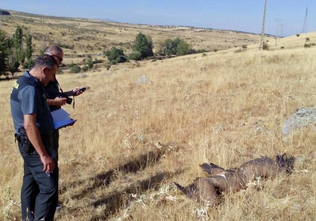 EL CTR ÁVILA NORTE Y LOS TENDIDOS ELÉCTRICOS SUMIDEROS DE AVES PROTEGIDAS
