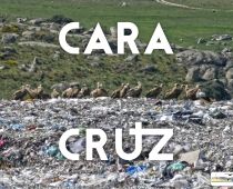 CARA Y CRUZ[1]