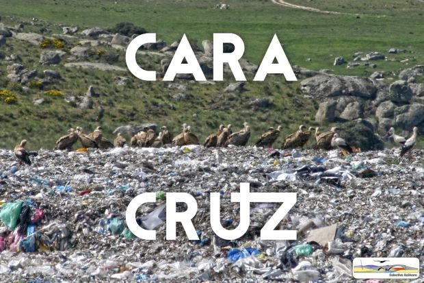Campaña de Vigilancia Ambiental en el Vertedero de Ávila-Norte, ubicado en el entorno de la ZEPA de Campo Azálvaro-Pinares de Peguerinos.