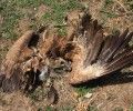 COLECTIVO AZÁLVARO DENUNCIA EL DEPÓSITO DE RESIDUOS HOSPITALARIOS Y LA APARICIÓN DE AVES MUERTAS EN EL CTR ÁVILA-NORTE.