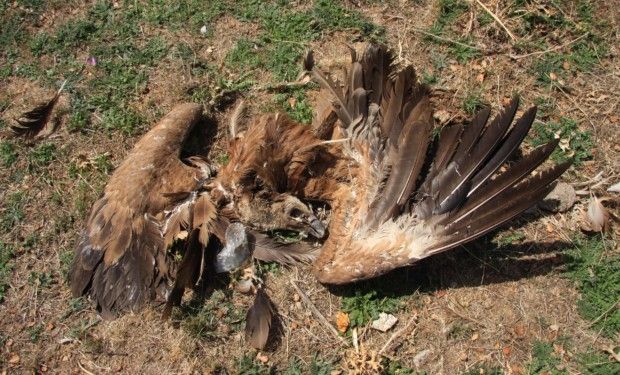 COLECTIVO AZÁLVARO DENUNCIA EL DEPÓSITO DE RESIDUOS HOSPITALARIOS Y LA APARICIÓN DE AVES MUERTAS EN EL CTR ÁVILA-NORTE.