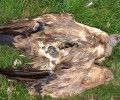 Colectivo Azálvaro denuncia tres muertes de buitres leonados