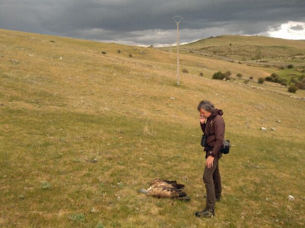 Colectivo Azálvaro exige más control para evitar electrocuciones de aves