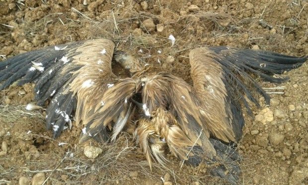 PUNTO NEGRO enmarcado en el Proyecto PON UN TENDIDO EN TU PUNTO DE MIRA en la Provincia de Segovia