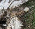 Aparece el cadaver de un joven de águila real