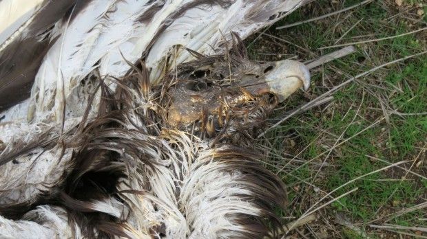 Aparece el cadaver de un joven de águila real