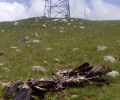 BUITRES Y TENDIDOS ELÉCTRICOS: LA SOMBRA DE UNA CATÁSTROFE