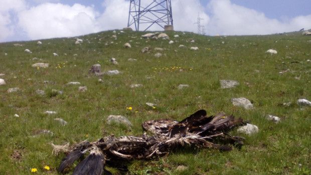 BUITRES Y TENDIDOS ELÉCTRICOS: LA SOMBRA DE UNA CATÁSTROFE