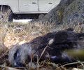 Aparecen otras 8 aves muertas en el entorno del Centro de Residuos de Ávila-Norte