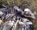 Piden poner freno a la masiva muerte de aves protegidas que provoca el vertedero del CTR Ávila-Norte