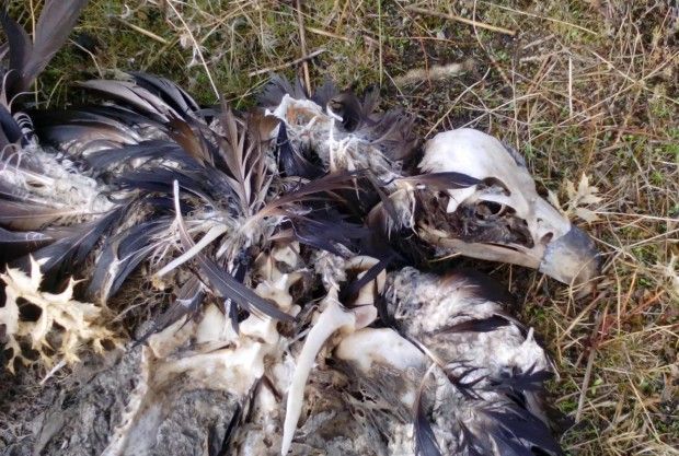 Piden poner freno a la masiva muerte de aves protegidas que provoca el vertedero del CTR Ávila-Norte