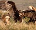 Los animales muertos, al campo