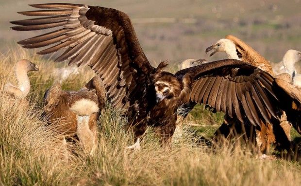 Los animales muertos, al campo