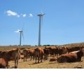 La Junta comprobará si aumentan las muertes de aves en los parques eólicos