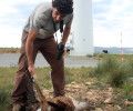 Colectivo Azálvaro advierte que los molinos de los Parques Eólicos del Sureste de Ávila, generan casi tanta muerte como electricidad