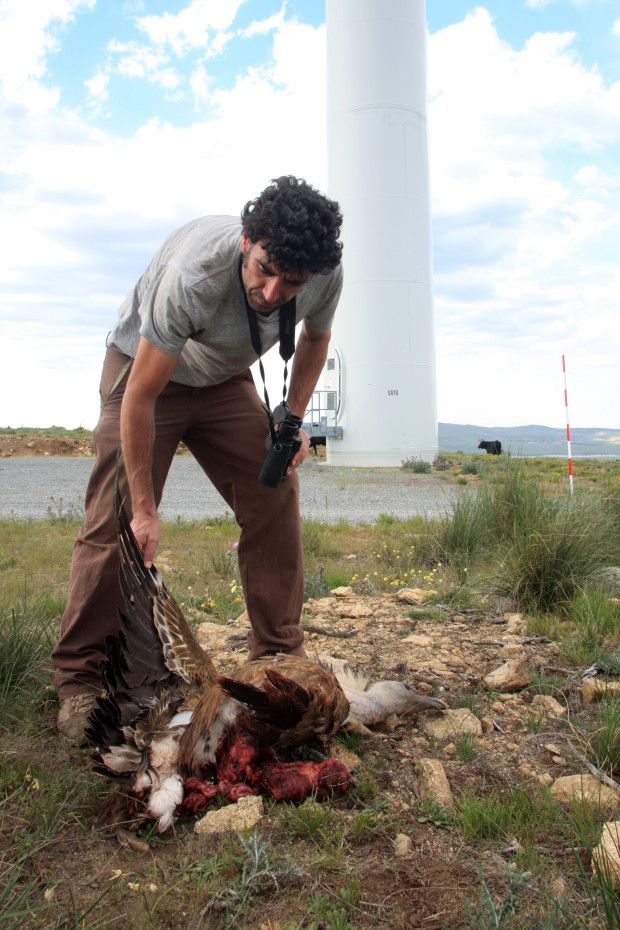 Colectivo Azálvaro advierte que los molinos de los Parques Eólicos del Sureste de Ávila, generan casi tanta muerte como electricidad