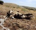 Hallan muertos seis buitres negros junto al centro de tratamiento de residuos Ávila Norte  (Vea VÍDEO)