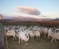 La Junta de Castilla y León amplía el plazo para solicitar el abandono de cadaveres de explotaciones ganaderas‏