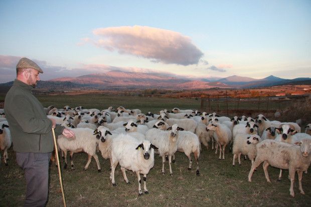 La Junta de Castilla y León amplía el plazo para solicitar el abandono de cadaveres de explotaciones ganaderas‏
