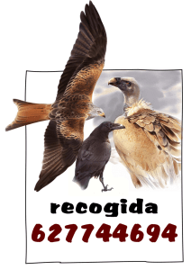 Imagen3