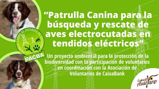 Red de voluntariado para la localización de tendidos eléctricos peligrosos para las aves en Segovia