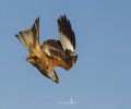 SEO/BIRDLIFE PULICA EL III CENSO DE MILANO REAL EN LA PENÍNSULA IBÉRICA