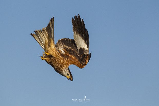 SEO/BIRDLIFE PULICA EL III CENSO DE MILANO REAL EN LA PENÍNSULA IBÉRICA