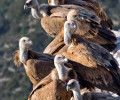 Aumenta la protección sobre el buitre leonado y el águila imperial