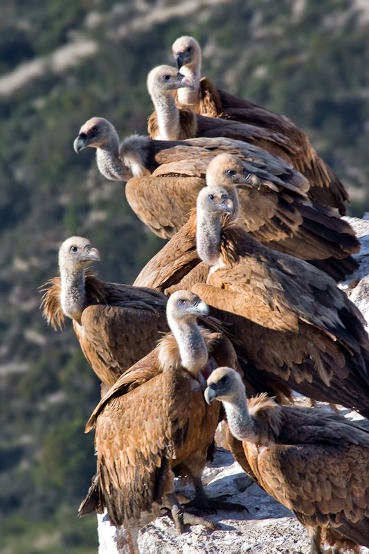 Aumenta la protección sobre el buitre leonado y el águila imperial