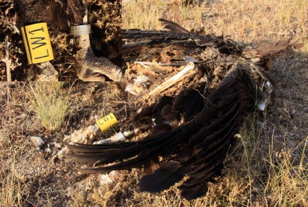 Diez ONG piden que la Junta investigue la muerte de 6 buitres negros en Ávila