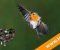9º VIDEO Curso Fotografia Aves TRINO‏