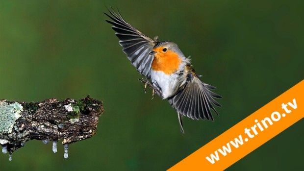 9º VIDEO Curso Fotografia Aves TRINO‏