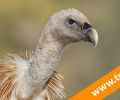 8 Curso fotografía de aves. Aves carroñeras, como hacer la mejor foto.