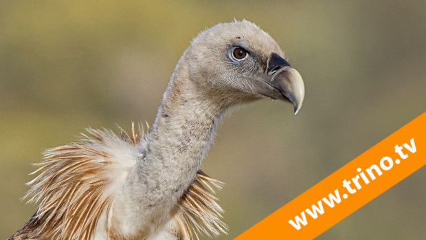 8 Curso fotografía de aves. Aves carroñeras, como hacer la mejor foto.