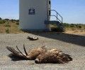 El Colectivo Azálvaro denuncia la muerte de otro buitre leonado.