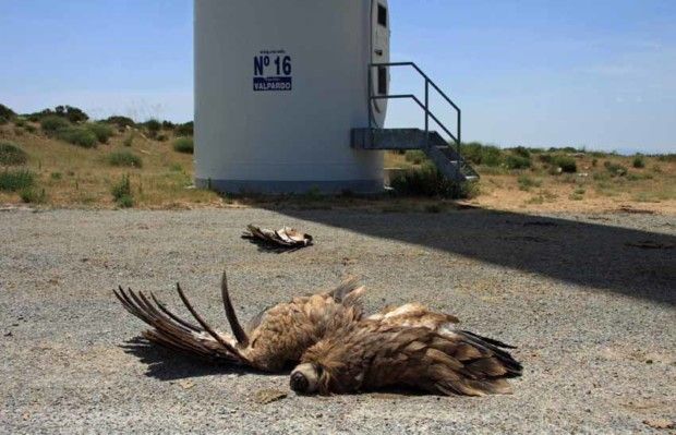 El Colectivo Azálvaro denuncia la muerte de otro buitre leonado.