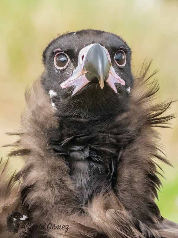 FOTOGRAFIA GANADORA DEL CONCURSO DE LAS I JORNADAS DE FOTOGRAFÍA Y VÍDEO DE NATURALEZA DE EL ESPINAR (SEGOVIA)