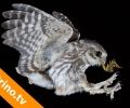 10º VIDEO Curso Fotografía de Aves TRINO