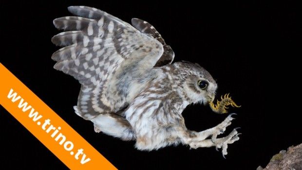 10º VIDEO Curso Fotografía de Aves TRINO